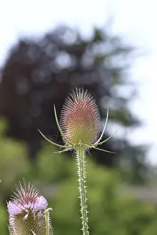 Hesse Germany Flowers Drucke: Wild teasel (Dipsacus fullonum)