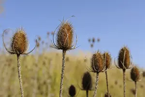 Empty Open Air Spaces Drucke: Wild teasel (Dipsacus fullonum)
