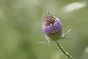 European Flower Arrangement Drucke: Wild teasel (Dipsacus fullonum)