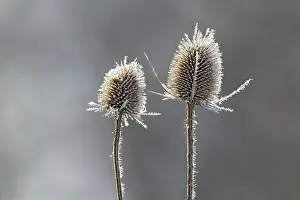 Wild Teasel Drucke: Wild teasel (Dipsacus fullonum)