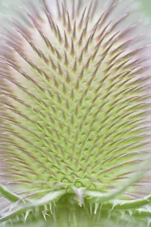Wild Teasel Drucke: Wild teasel (Dipsacus fullonum)