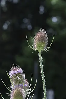 Wild Teasel Drucke: Wild teasel (Dipsacus fullonum)