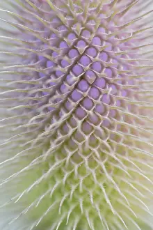 Wild Teasel Drucke: Wild teasel (Dipsacus fullonum)