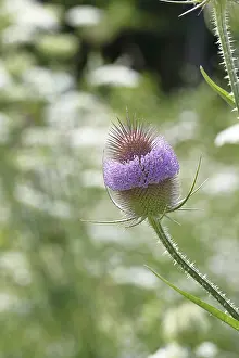 European Blossom Drucke: Wild teasel (Dipsacus fullonum)