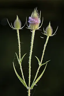 Wild Teasel Germany Drucke: Wild teasel (Dipsacus fullonum)