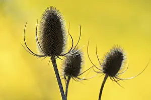 Rhineland Palatinate Nature Drucke: Wild teasel (Dipsacus fullonum)