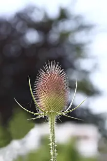 Wild Teasel Germany Drucke: Wild teasel (Dipsacus fullonum)