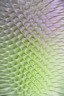 Wild Teasel Drucke: Wild teasel (Dipsacus fullonum)