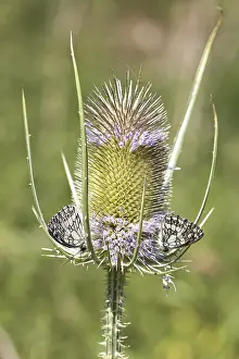 Wild Teasel Drucke: Wild teasel (Dipsacus fullonum)