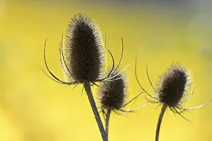 Rhineland Palatinate Nature Drucke: Wild teasel (Dipsacus fullonum)