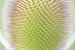 German Medicinal Plants Drucke: Wild teasel (Dipsacus fullonum)