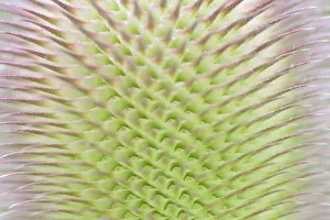 European Medicinal Plants Drucke: Wild teasel (Dipsacus fullonum)
