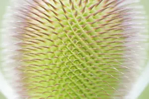 Deserted Nature Scene Europe Drucke: Wild teasel (Dipsacus fullonum)
