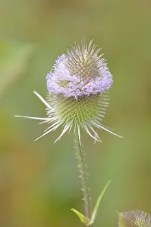 German Medicinal Plants Drucke: Wild teasel (Dipsacus fullonum)