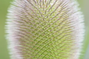 Wild Teasel Drucke: Wild teasel (Dipsacus fullonum)