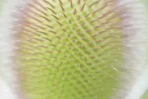 Wild Teasel Drucke: Wild teasel (Dipsacus fullonum)