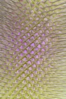 German Wildflowers Drucke: Wild teasel (Dipsacus fullonum)