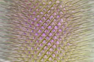 Central Europe Blossoms Drucke: Wild teasel (Dipsacus fullonum)