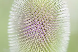 German Wildflowers Drucke: Wild teasel (Dipsacus fullonum)