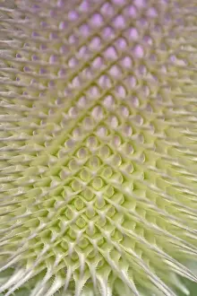 German Nature Scene Drucke: Wild teasel (Dipsacus fullonum)