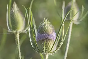 Ruhr District Nature Scene Drucke: Wild teasel (Dipsacus fullonum)