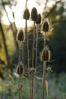Central Europe Nature Conservation Area Drucke: Wild teasel (Dipsacus fullonum) against the light