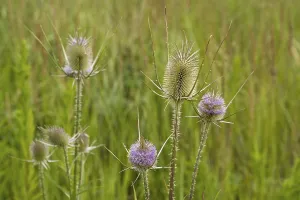 Wild Teasel Drucke: Wild teasel against a green background