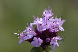 Medicinal Plant Photography Drucke: Wild thyme (thymus serpyllum)