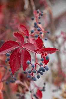 Drucke von Wildrebe (Vitis vinifera subsp. sylvestris), Türkei Wild Turkey Drucke: Wildrebe (Vitis vinifera subsp)