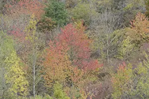Autumn Foliage Germany Drucke: Wild vineyard with deciduous trees