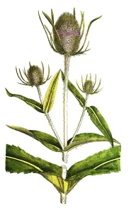 Complementary Health Options Drucke: Wilde Karde (Dipsacus fullonum)