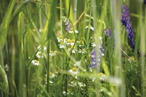Blossoming Wildflowers Drucke: Wildflowers