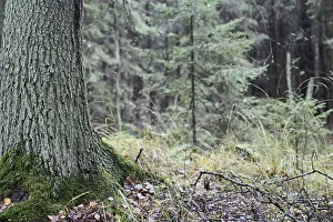 Uninhabited Forests Drucke: Wildlife forest, tree in the foreground