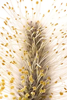 Close Up Nature Photography Drucke: Willow