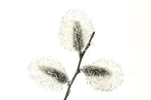 Nature Botany Images Drucke: Willow