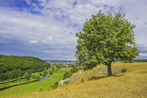 Solitary Beech Tree Drucke: Willow beech (Fagus sylvatica)