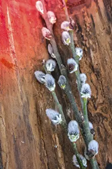 Tree Branch Photography Drucke: Willow branch on the background of trees and various branches