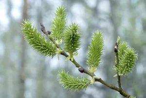 Deserted Tree Branches Drucke: Willow branch with bloomed leaf bud