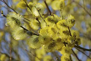 Willow Catkin Drucke: Willow catkin, catkin