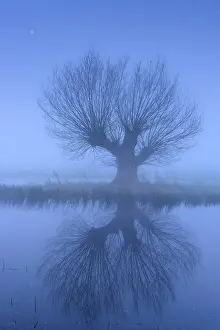 Foggy Evening Atmosphere Drucke: Willow in fog at Dummer, Dummer See