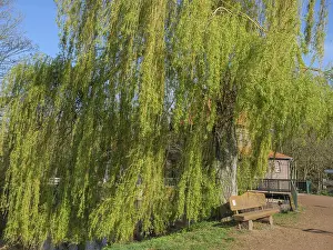 Willow Tree Drucke: A willow with hanging branches