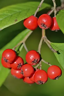Central Europe Autumn Foliage Drucke: Willow-leaved cotoneaster (Cotoneaster salicifolius flococcus)