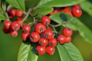 European Shrubs Drucke: Willow-leaved cotoneaster (Cotoneaster salicifolius flococcus)
