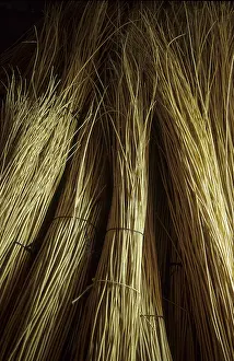 Willow Branches Drucke: Willow, peeled and bundled