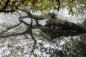 Northern Germany Waterfront Drucke: Willow (Salix) reflected in the water