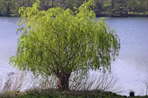Botanical Garden Plants Drucke: Willow in spring (Salix spec.)