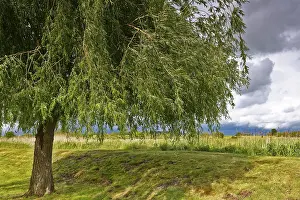 Agricultural Landscape Northern Germany Drucke: Willow tree next to a rural field landscape under dramatic sky