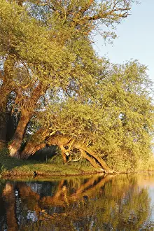 Willow Trees On The Peene Drucke: Willow trees on the bank in spring on the Peene