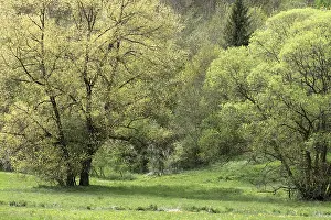 Willow Trees Germany Drucke: Willow trees (Salix) in spring