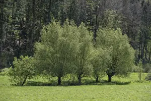 Uninhabited Bavarian Countryside Drucke: Willow trees (Salix) in spring